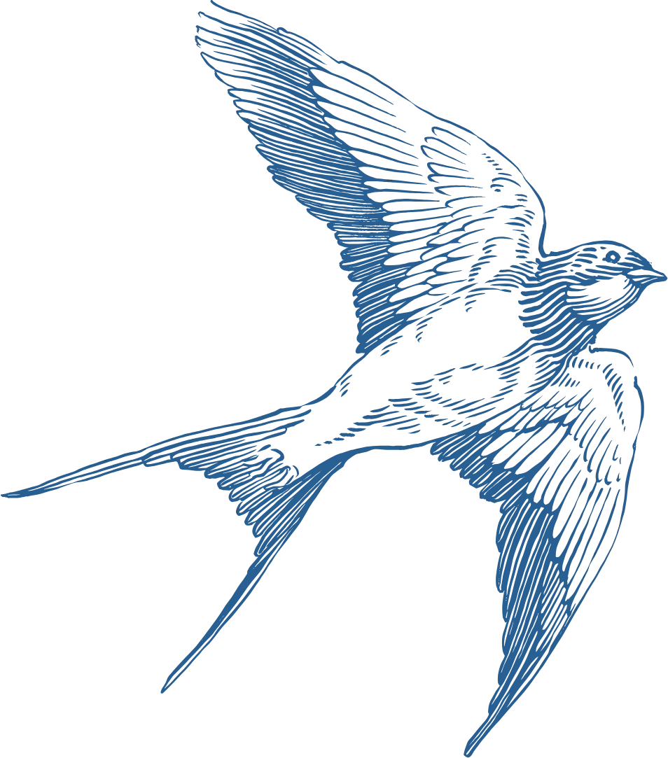 bird swallow