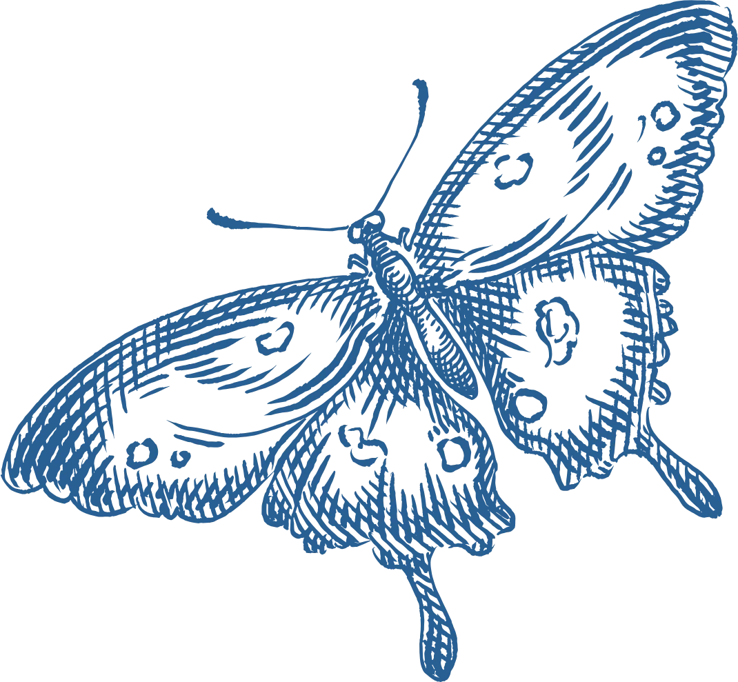 butterfly